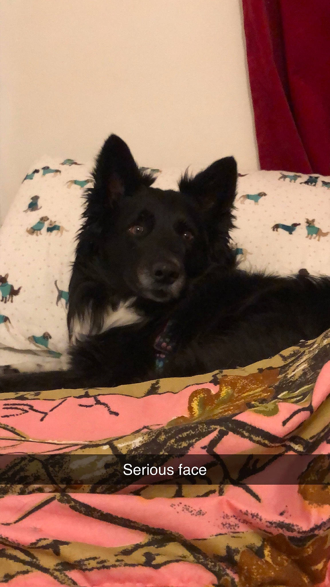 Ginny joined the competition — help win amazing prizes! bedding, canidae, carmine, carnivore, comfort, companion_dog, dog, dog_breed, fur, guard_dog, linens, pattern, pillow, room, snout, sporting_group, terrestrial_animal, whiskers, working_animal, working_dog