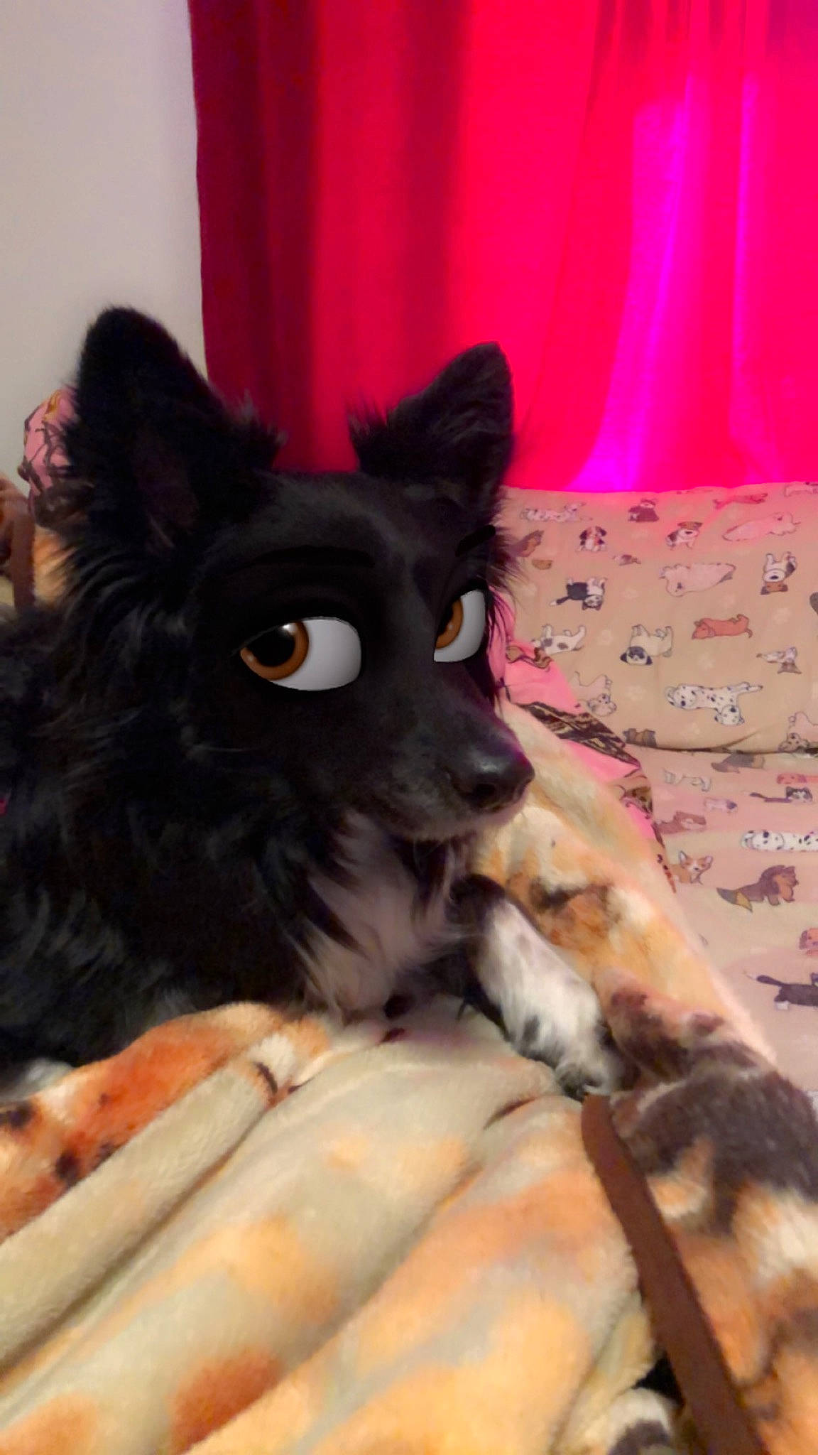 Ginny is registered to the contest to win money with this photo: bedding, canidae, carnivore, comfort, companion_dog, curtain, dog, dog_breed, dog_supply, ear, fawn, fur, linens, non_sporting_group, snout, sporting_group, terrestrial_animal, toy_dog, whiskers, working_animal