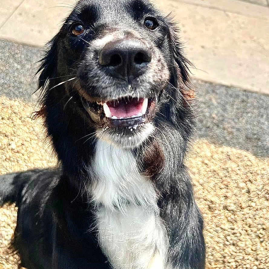 Willow joined the competition — help win amazing prizes! animal, bodypart, canine, cockerspaniel, collie, dog, goldenretriever, grass, hound, labradorretriever, mouth, papillon, person, pet, plant, puppy, snout, teeth
