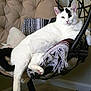 black_and_white, blanket, cat, cozy, cute, ears, fabric, feline, furniture, hanging_chair, home_interior, indoor, lounging, paw, pet, pillow, portrait, relaxed, whiskers, white_cat