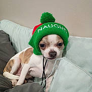 Dieago joined the competition — help win amazing prizes! dog, small_dog, chihuahua, hat, knit_hat, green_hat, red_hat, couch, cushion, indoor, pet, animal, cute, mischievous, sitting, face, expression, fur, whiskers, string