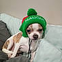 dog, small_dog, chihuahua, hat, knit_hat, green_hat, red_hat, couch, cushion, indoor, pet, animal, cute, mischievous, sitting, face, expression, fur, whiskers, string