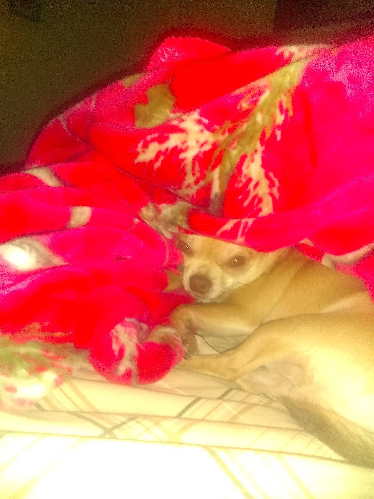 Diego joined the competition — help win amazing prizes! canidae, carnivore, chihuahua, dog, dog_breed, fawn, non_sporting_group, pink, puppy, red, toy_dog