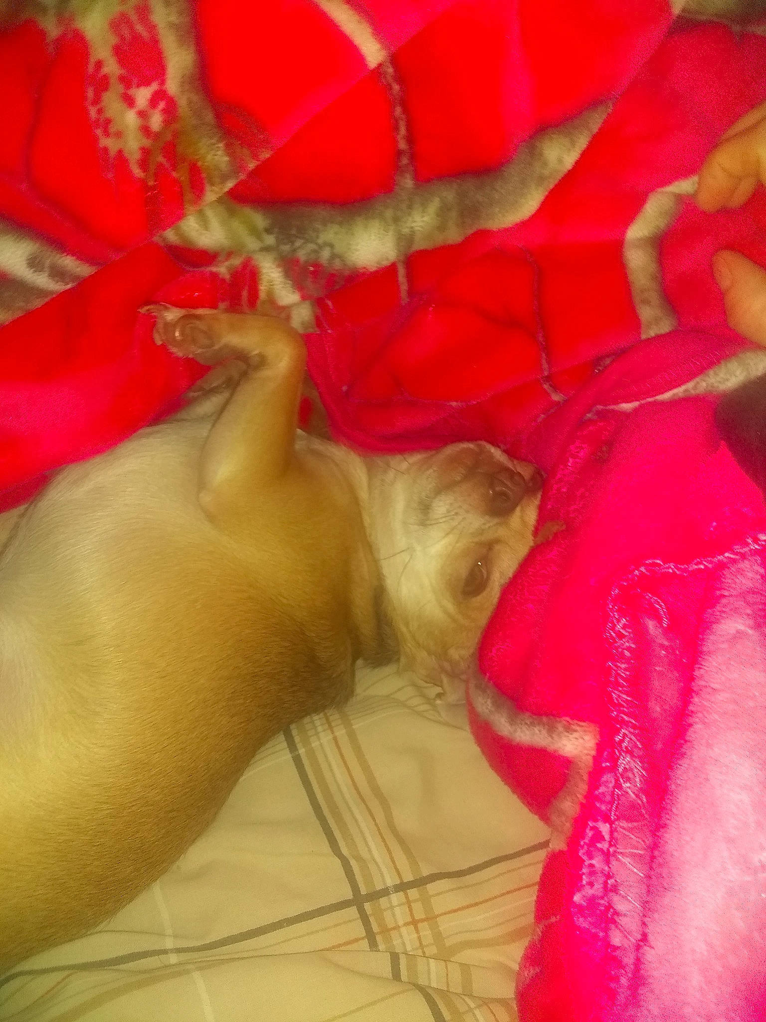 Diego joined the competition — help win amazing prizes! fawn, finger, flesh, hand, pink, red