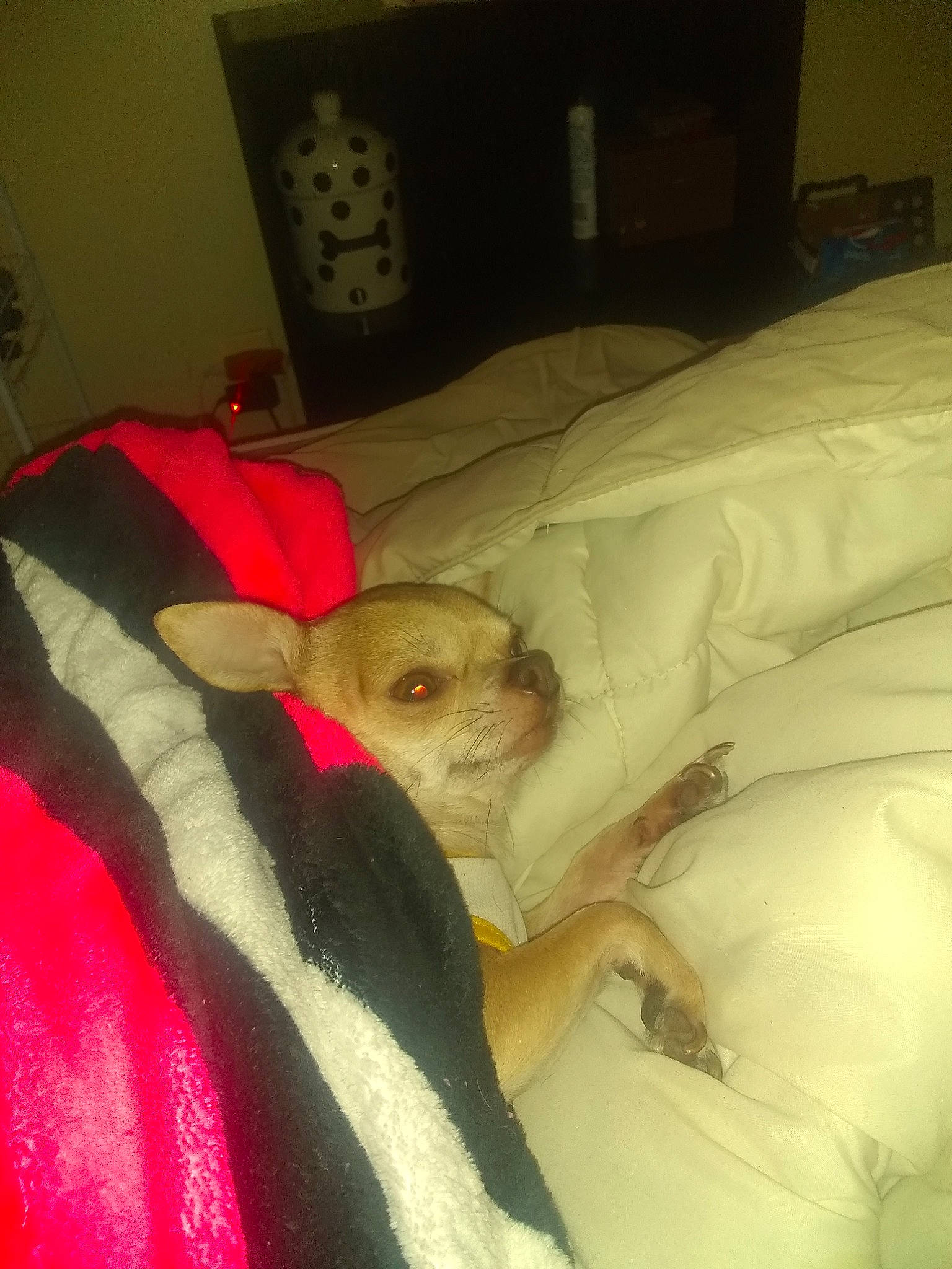 Diego joined the competition — help win amazing prizes! canidae, carnivore, cat, fawn, nap, sporting_group