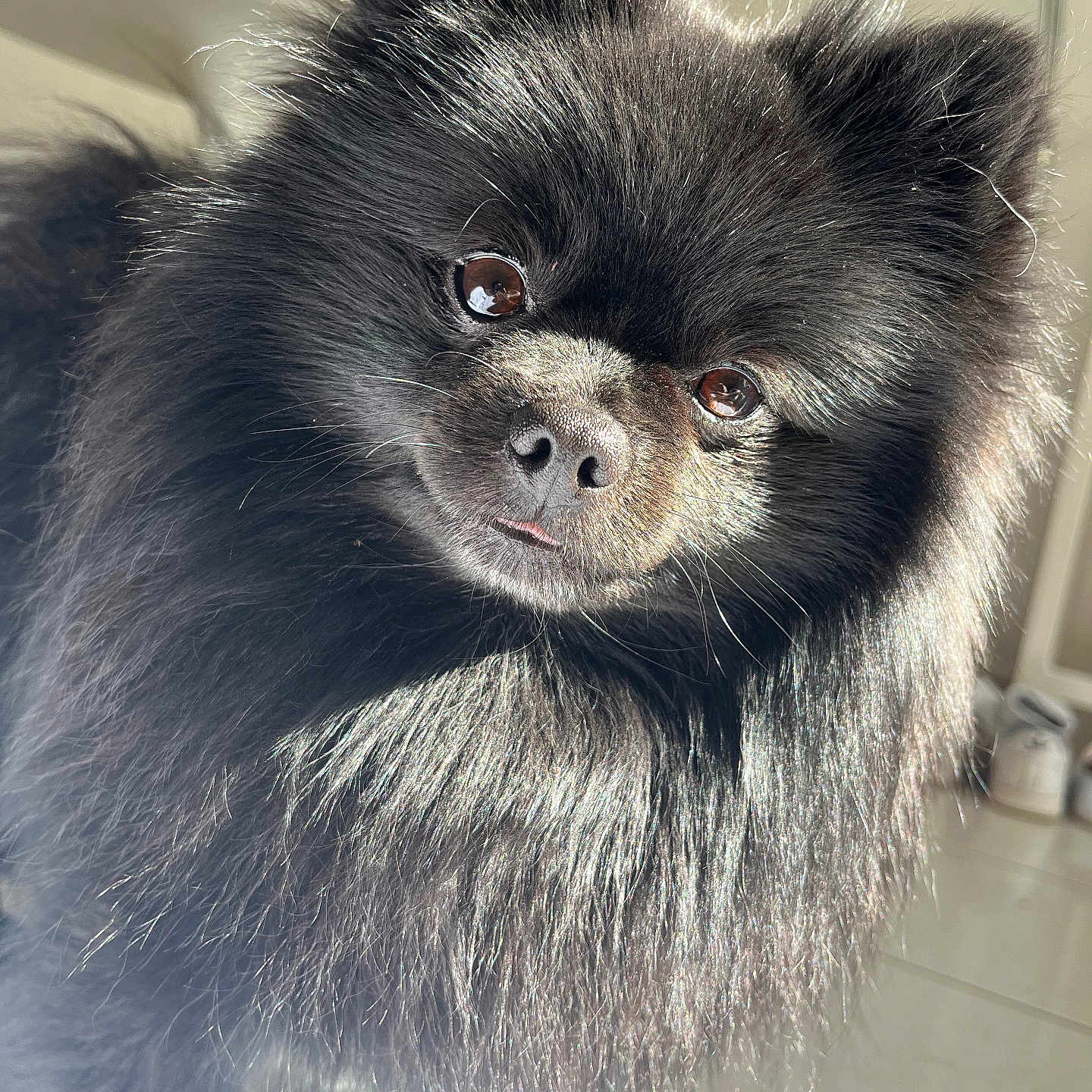 Sunny participe au concours pour gagner de l'argent avec cette photo : animal, black_dog, bright, clean_floor, curious, cute, dog, ears, eyes, fluffy, fur, indoor, looking, nose, pet, pomeranian, portrait, small_dog, sunlight, tongue