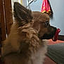 Ulysse participe au concours pour gagner de l'argent avec cette photo : close_up, dog, ear, floor, fluffy, fur, home, indoor, looking_right, nose, pacifier, pet, portrait, profile, puppy, sitting, small_dog, towel, toy, wall