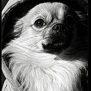 Ulysse participe au concours pour gagner de l'argent avec cette photo : black_and_white, capcut_logo, closeup, cozy, dog, expressive, eyes, fashion, fluffy, fur, hood, hoodie, monochrome, nose, pet, portrait, small_dog, studio_lighting, watermark, whiskers