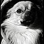 black_and_white, capcut_logo, closeup, cozy, dog, expressive, eyes, fashion, fluffy, fur, hood, hoodie, monochrome, nose, pet, portrait, small_dog, studio_lighting, watermark, whiskers