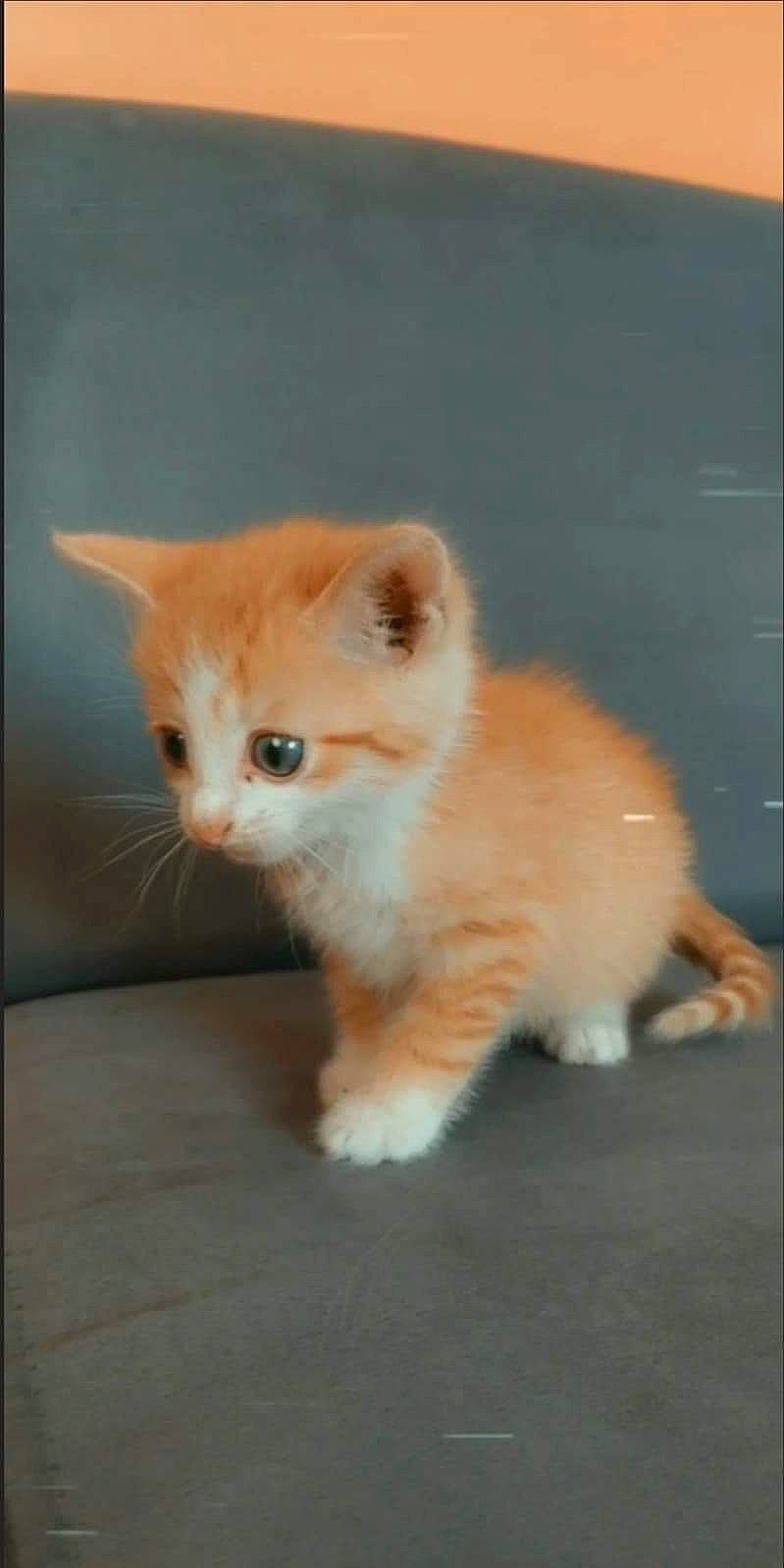 Lucky a rejoint le concours — aidez-le/la à gagner de superbes lots ! carnivore, cat, cymric, domestic_short_haired_cat, fawn, felidae, kitten, laperm, mammal, munchkin, norwegian_forest_cat, nose, ojos_azules, polydactyl_cat, ragamuffin, small_to_medium_sized_cats, tail, turkish_angora, vertebrate, whiskers