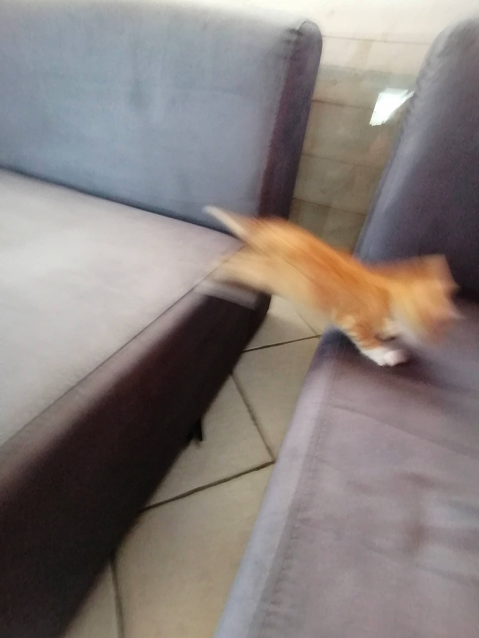 Lucky participe au concours pour gagner de l'argent avec cette photo : canidae, cat, chair, couch, fawn, felidae, floor, flooring, furniture, futon, hardwood, kitten, leg, non_sporting_group, small_to_medium_sized_cats, sofa_bed, table, tail, wood