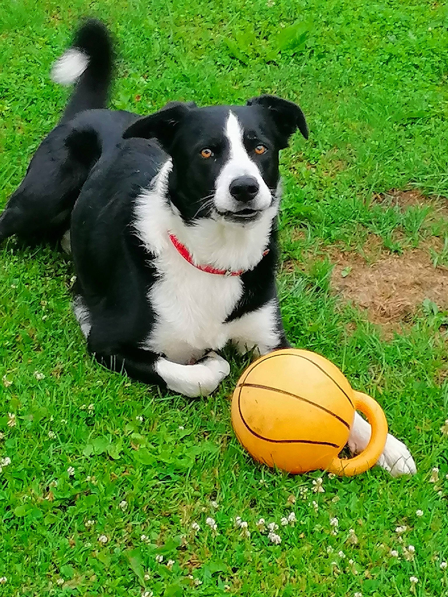 Happy a rejoint le concours — aidez-le/la à gagner de superbes lots ! ball, canidae, carnivore, companion_dog, dog, dog_breed, football, grass, herding_dog, lawn, plant, player, snout, soccer_ball, sporting_group, sports, sports_equipment, sports_toy, tennis_ball, toy