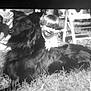 black_dog, child, grass, outdoor, vintage_photo, black_and_white, smiling, pet, dog, happy, playing, childhood, animal, grass_field, sunlight, chair, people, leisure, friendship, portrait