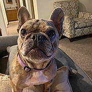Stitch joined the competition — help win amazing prizes! animal, beige, brown, carpet, closeup, collar, couch, curious, cushion, dog, ear, eyes, face, french_bulldog, furniture, home, indoor, living_room, pet, snout