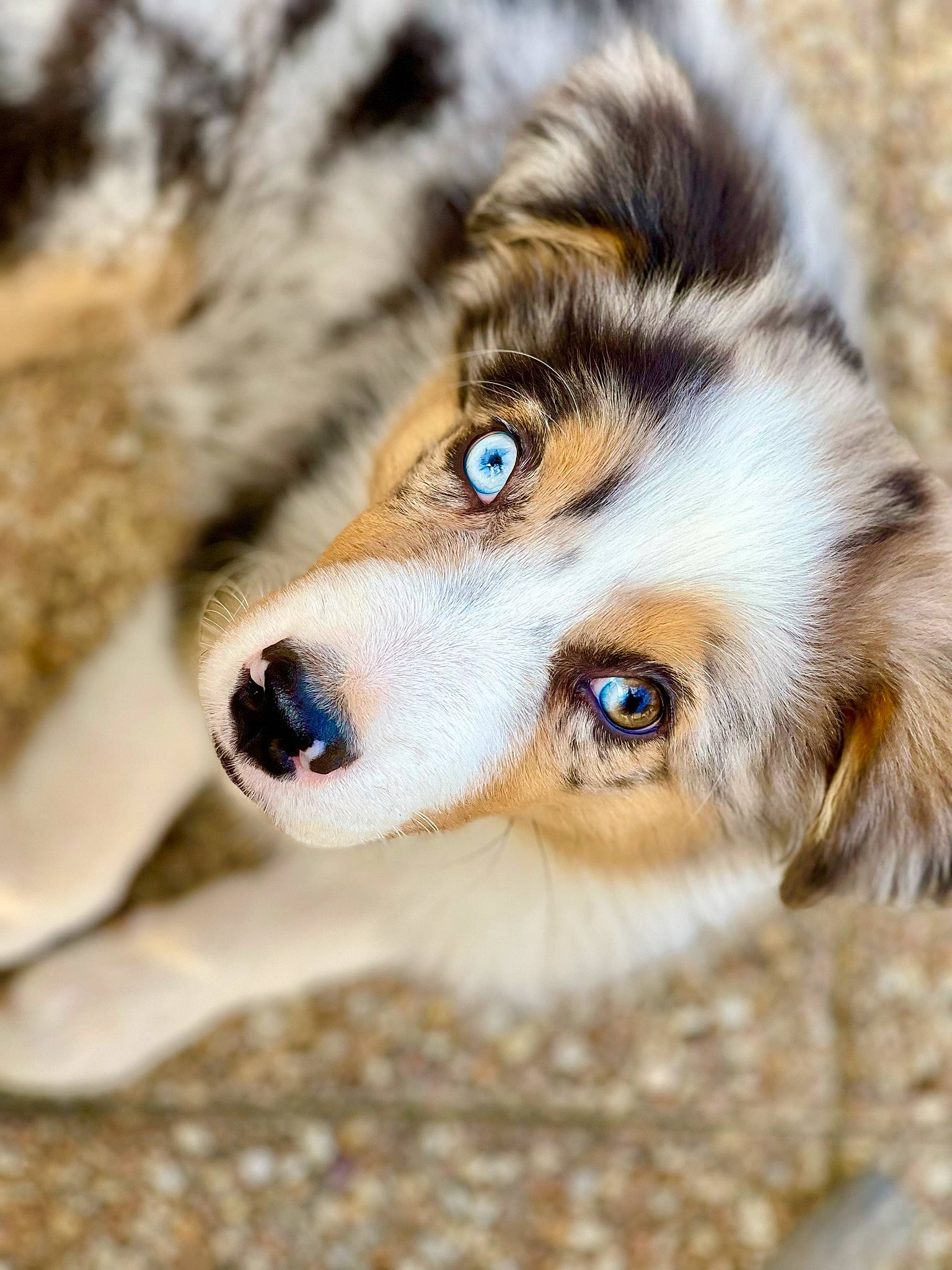 Shadow participe au concours pour gagner de l'argent avec cette photo : ancient_dog_breeds, canidae, carnivore, close_up, companion_dog, dog, dog_breed, eyelash, fawn, fur, siberian_husky, sled_dog, snout, sporting_group, terrestrial_animal, whiskers, wildlife, winter, wood, working_dog