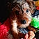 Beethoven
