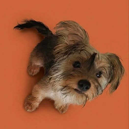 Benji a rejoint le concours — aidez-le/la à gagner de superbes lots ! dog, small_dog, fluffy_fur, looking_up, curious, pet, animal, canine, portrait, orange_background, studio_style, cute, adorable, furry, companionship, domestic_animal, isolated, expression, head_tilt, young_dog
