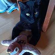 Rémi a rejoint le concours — aidez-le/la à gagner de superbes lots ! black_cat, cat, green_eyes, plush_toy, bird_toy, wooden_floor, wooden_chair, indoor, pet, animal, feline, toy, paws, fur, domestic_cat, relaxed, playful, towel, soft_toy, household