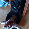 black_cat, cat, green_eyes, plush_toy, bird_toy, wooden_floor, wooden_chair, indoor, pet, animal, feline, toy, paws, fur, domestic_cat, relaxed, playful, towel, soft_toy, household