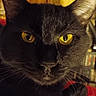 Rémi a rejoint le concours — aidez-le/la à gagner de superbes lots ! cat, black_cat, close_up, yellow_eyes, whiskers, indoor, pet, feline, fur, animal, portrait, face, looking_at_camera, domestic_cat, mammal, focus, cute, eyes, black_fur, closeup