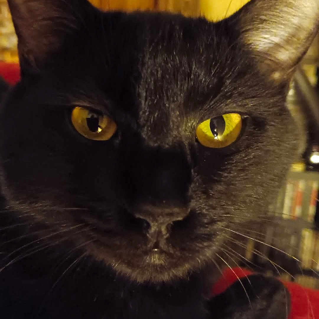 Rémi a rejoint le concours — aidez-le/la à gagner de superbes lots ! cat, black_cat, close_up, yellow_eyes, whiskers, indoor, pet, feline, fur, animal, portrait, face, looking_at_camera, domestic_cat, mammal, focus, cute, eyes, black_fur, closeup