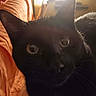 black_cat, cat, pet, animal, close_up, curious, whiskers, ears, eyes, indoor, curtain, window, furniture, soft_light, shadow, face, domestic_cat, mammal, cozy, portrait