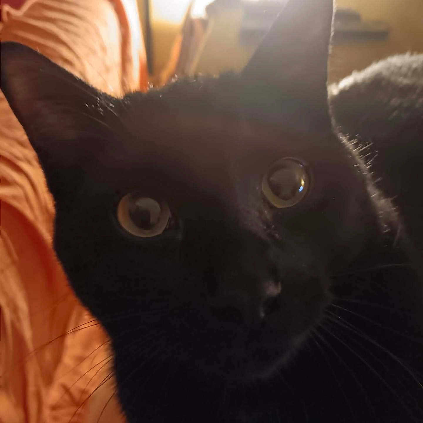Mystère