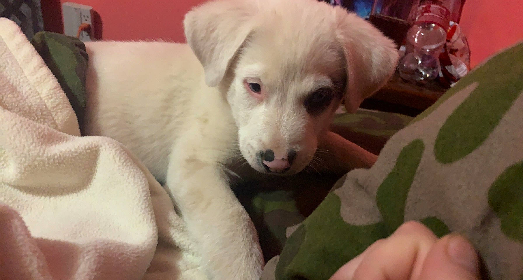 Dumplin is registered to the contest to win money with this photo: canidae, carnivore, comfort, companion_dog, couch, dog, dog_breed, dog_supply, fawn, fur, guard_dog, non_sporting_group, puppy, retriever, snout, sporting_group, terrestrial_animal, whiskers, working_animal