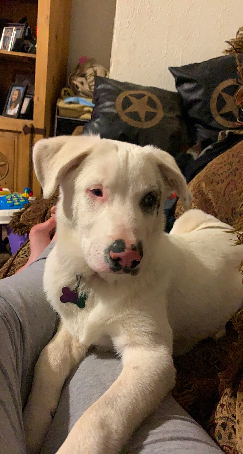 Dumplin is registered to the contest to win money with this photo: bookcase, cabinetry, carnivore, collar, comfort, companion_dog, couch, dog, dog_breed, fawn, fur, guard_dog, livestock_guardian_dog, mammal, shelf, shelving, snout, sporting_group, whiskers, working_animal