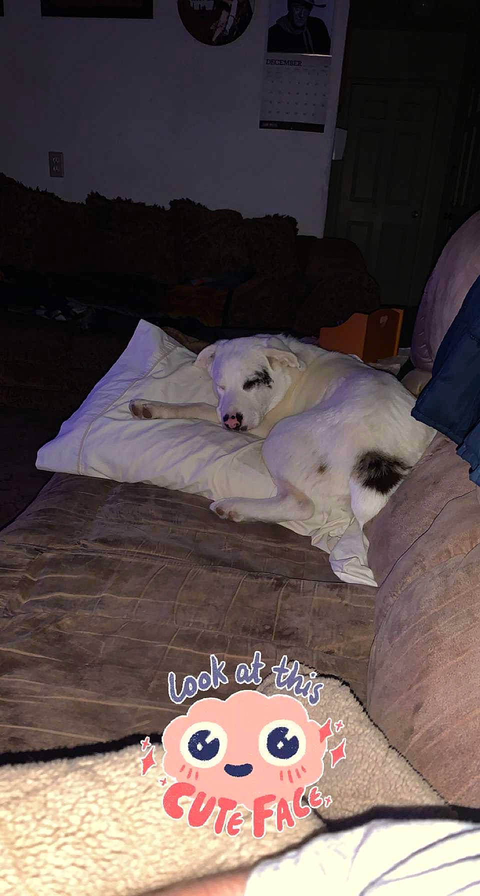 Dumplin joined the competition — help win amazing prizes! bedding, canidae, carnivore, comfort, companion_dog, dog, dog_breed, dog_supply, fawn, fur, hardwood, kuvasz, linens, livestock_guardian_dog, mammal, room, sporting_group, toy, vertebrate, wood