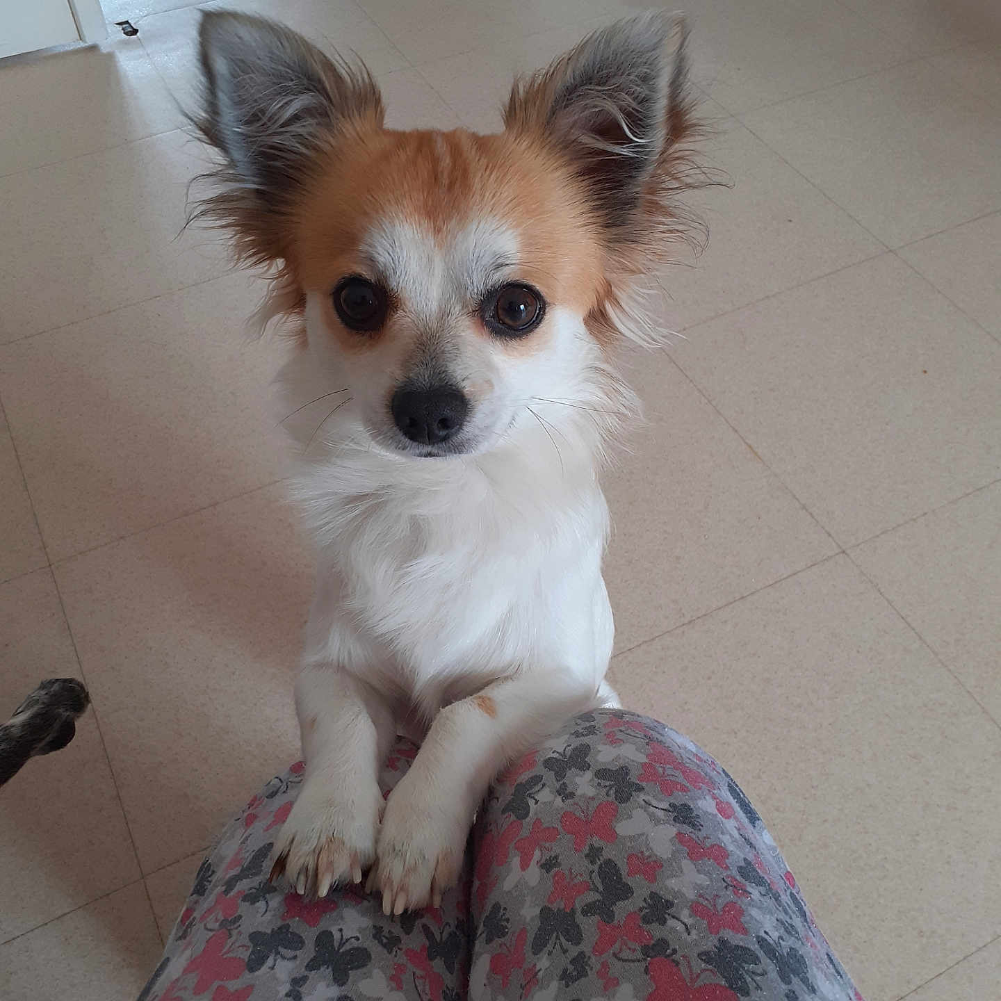 Oscar participe au concours pour gagner de l'argent avec cette photo : animal, butterfly_pattern, close_up, companion, cute, dog, ears, floor, friendly, fur, home, indoor, knees, light_tan, looking_up, patterned_clothing, paws, pet, small_dog, white_fur