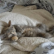 Nala a rejoint le concours — aidez-le/la à gagner de superbes lots ! kitten, sleeping, blanket, cozy, fur, cute, pet, animal, resting, soft, texture, home, comfort, nap, feline, young, relaxed, indoors, paw, peaceful
