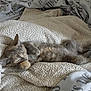 kitten, sleeping, blanket, cozy, fur, cute, pet, animal, resting, soft, texture, home, comfort, nap, feline, young, relaxed, indoors, paw, peaceful