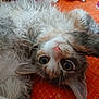 animal, cat, closeup, curious, cute, domestic, fluffy, fur, indoor, lying_down, orange_background, pet, pink_nose, playful, relaxing, soft, tabby, upside_down, whiskers, wide_eyes