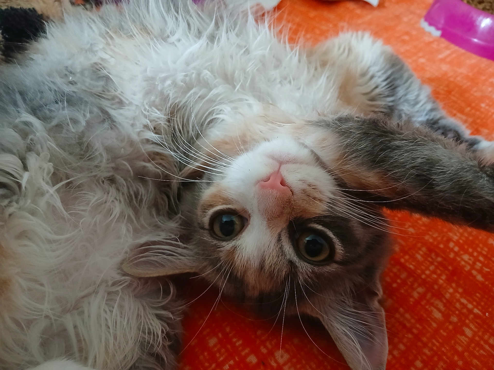 Aria a rejoint le concours — aidez-le/la à gagner de superbes lots ! cat, fluffy, whiskers, pink_nose, wide_eyes, relaxing, lying_down, upside_down, fur, pet, indoor, closeup, orange_background, curious, cute, animal, tabby, soft, playful, domestic
