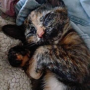 Cléo a rejoint le concours — aidez-le/la à gagner de superbes lots ! cat, kitten, sleeping, tortoiseshell, fur, paw, blanket, fabric, cozy, cute, pet, animal, resting, closeup, domestic_cat, soft, nap, whiskers, indoor, fur_pattern