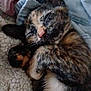 cat, kitten, sleeping, tortoiseshell, fur, paw, blanket, fabric, cozy, cute, pet, animal, resting, closeup, domestic_cat, soft, nap, whiskers, indoor, fur_pattern