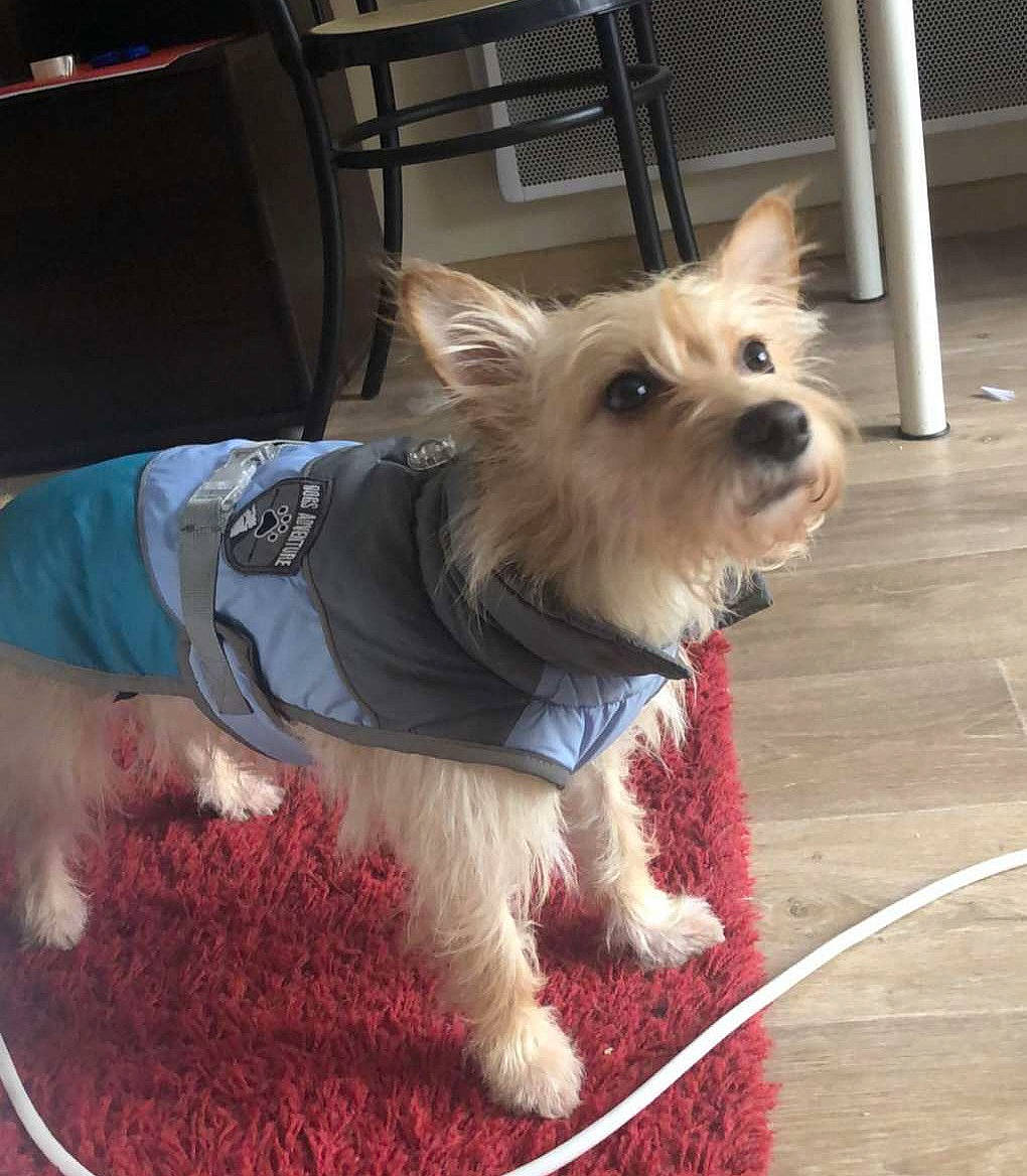 Plume participe au concours pour gagner de l'argent avec cette photo : biewer_terrier, carnivore, chair, collar, companion_dog, dog, dog_breed, dog_clothes, dog_collar, dog_supply, fashion_accessory, fawn, flooring, fur, leash, small_terrier, tail, terrier, toy_dog, working_animal