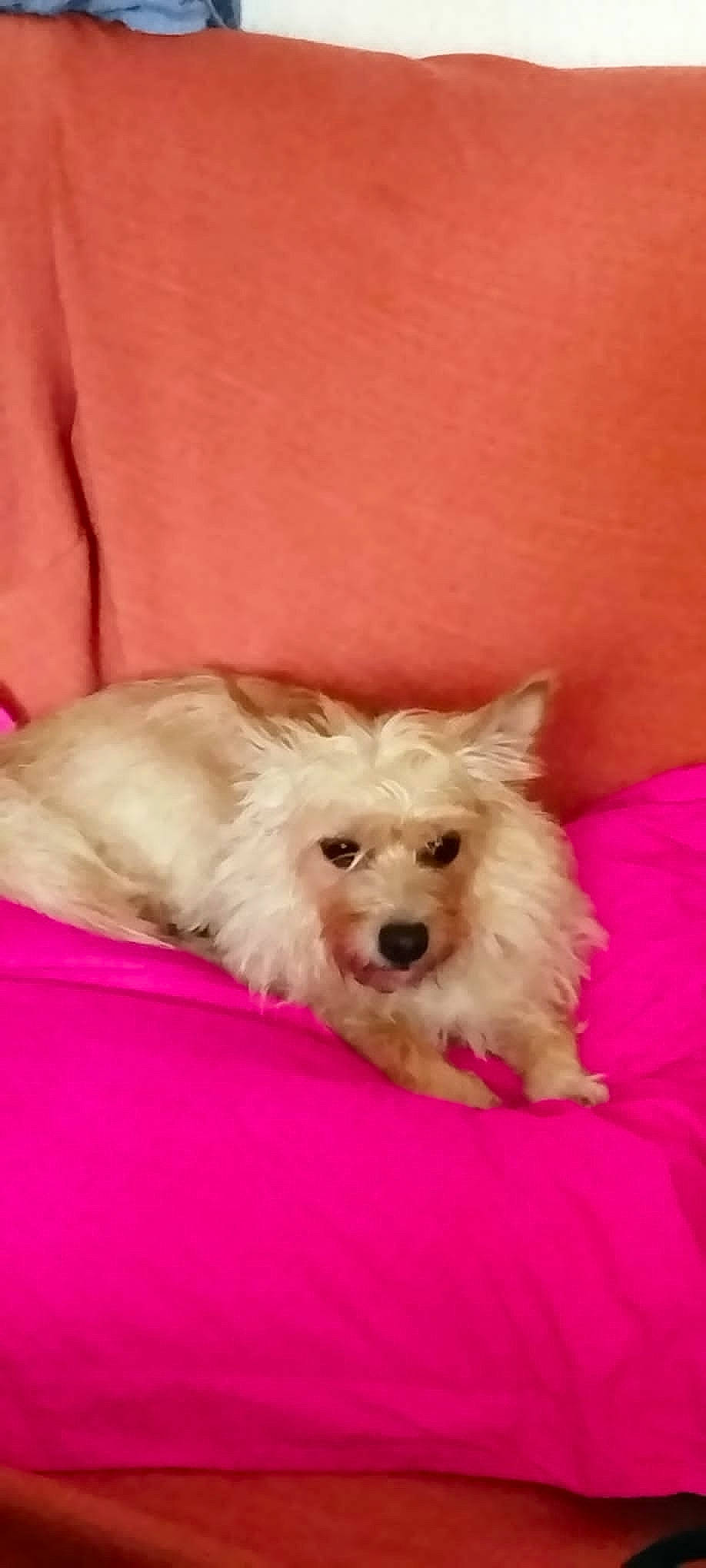 Plume a rejoint le concours — aidez-le/la à gagner de superbes lots ! carnivore, comfort, companion_dog, dog, dog_breed, dog_supply, fawn, fur, maltepoo, non_sporting_group, pet_supply, small_terrier, terrier, toy_dog, water_dog, working_animal