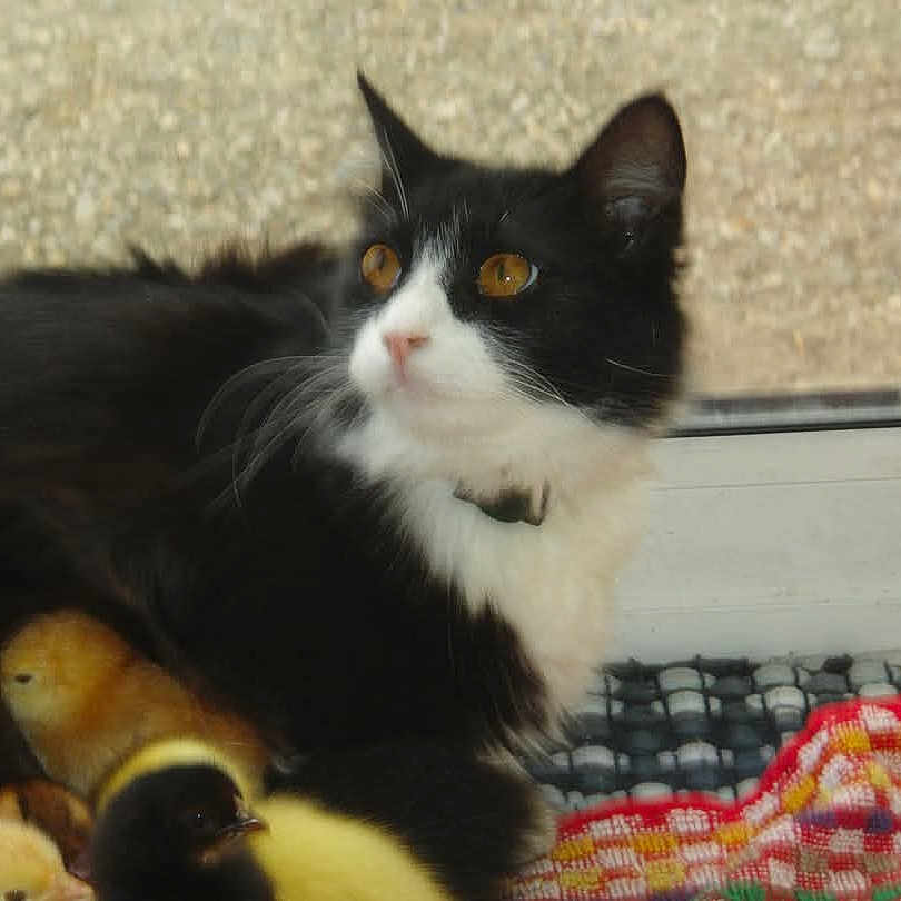 Ma Ptite Boulette a rejoint le concours — aidez-le/la à gagner de superbes lots ! alert, animal, black_and_white_cat, cat, chicks, closeup, colorful_cloth, companion, cute, domestic_animal, furry, indoor, kitten, pet, resting, soft_light, whiskers, window, yellow_chicks, young_animal
