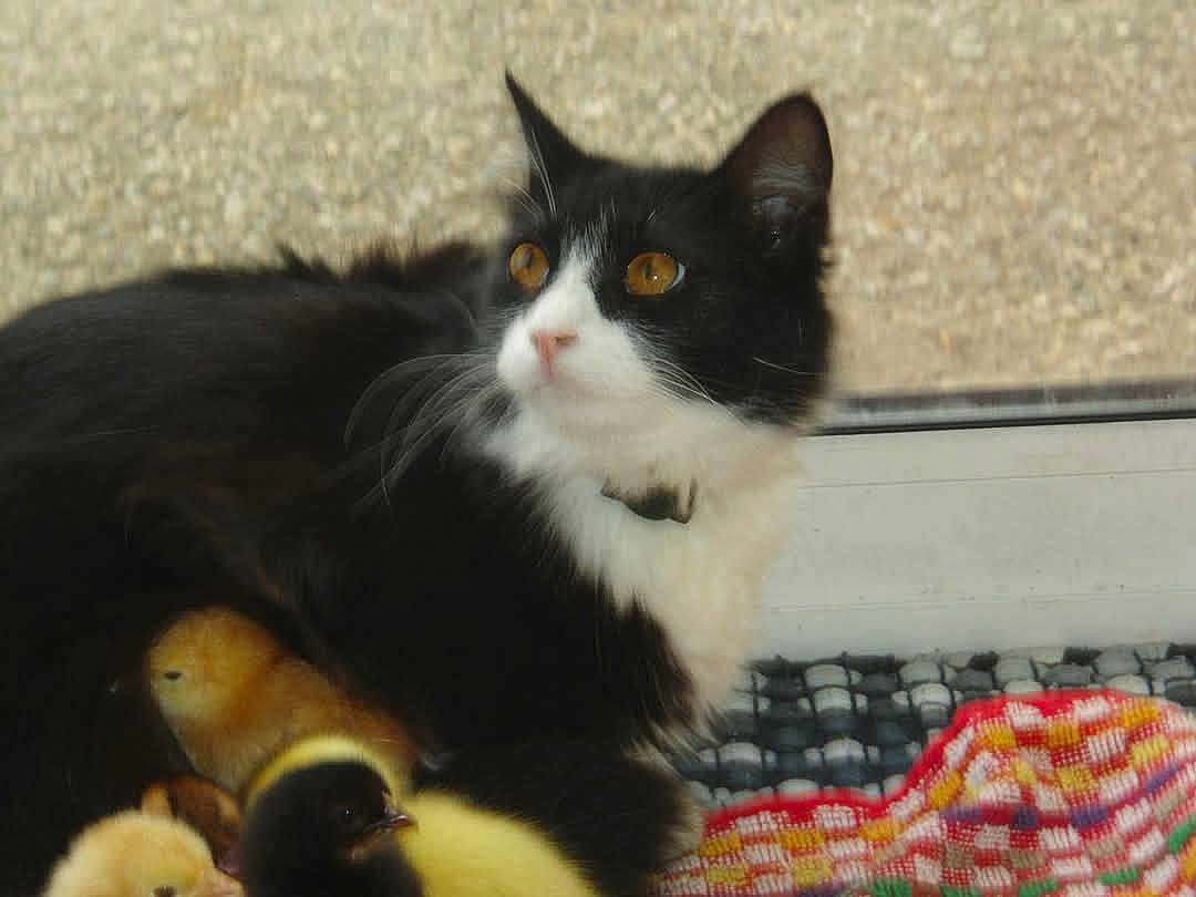 Ma Ptite Boulette a rejoint le concours — aidez-le/la à gagner de superbes lots ! alert, animal, black_and_white_cat, cat, chicks, closeup, colorful_cloth, companion, cute, domestic_animal, furry, indoor, kitten, pet, resting, soft_light, whiskers, window, yellow_chicks, young_animal