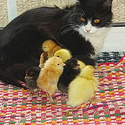 Ma Ptite Boulette a rejoint le concours — aidez-le/la à gagner de superbes lots ! cat, kitten, chicks, baby_chicks, animal, pet, furry, black_and_white_cat, yellow_chicks, black_chicks, colorful_mat, indoors, window, resting_cat, cute_animals, group_of_animals, soft_fur, small_animals, domestic_animals, companionship