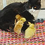 cat, kitten, chicks, baby_chicks, animal, pet, furry, black_and_white_cat, yellow_chicks, black_chicks, colorful_mat, indoors, window, resting_cat, cute_animals, group_of_animals, soft_fur, small_animals, domestic_animals, companionship
