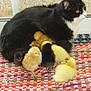 Ma Ptite Boulette a rejoint le concours — aidez-le/la à gagner de superbes lots ! cat, chicks, ducklings, indoor, rug, window, animal_group, black_and_white_cat, yellow_chicks, fluffy, resting, cozy, colorful_rug, domestic_animals, small_animals, pet, cute, snuggling, warm, relaxed