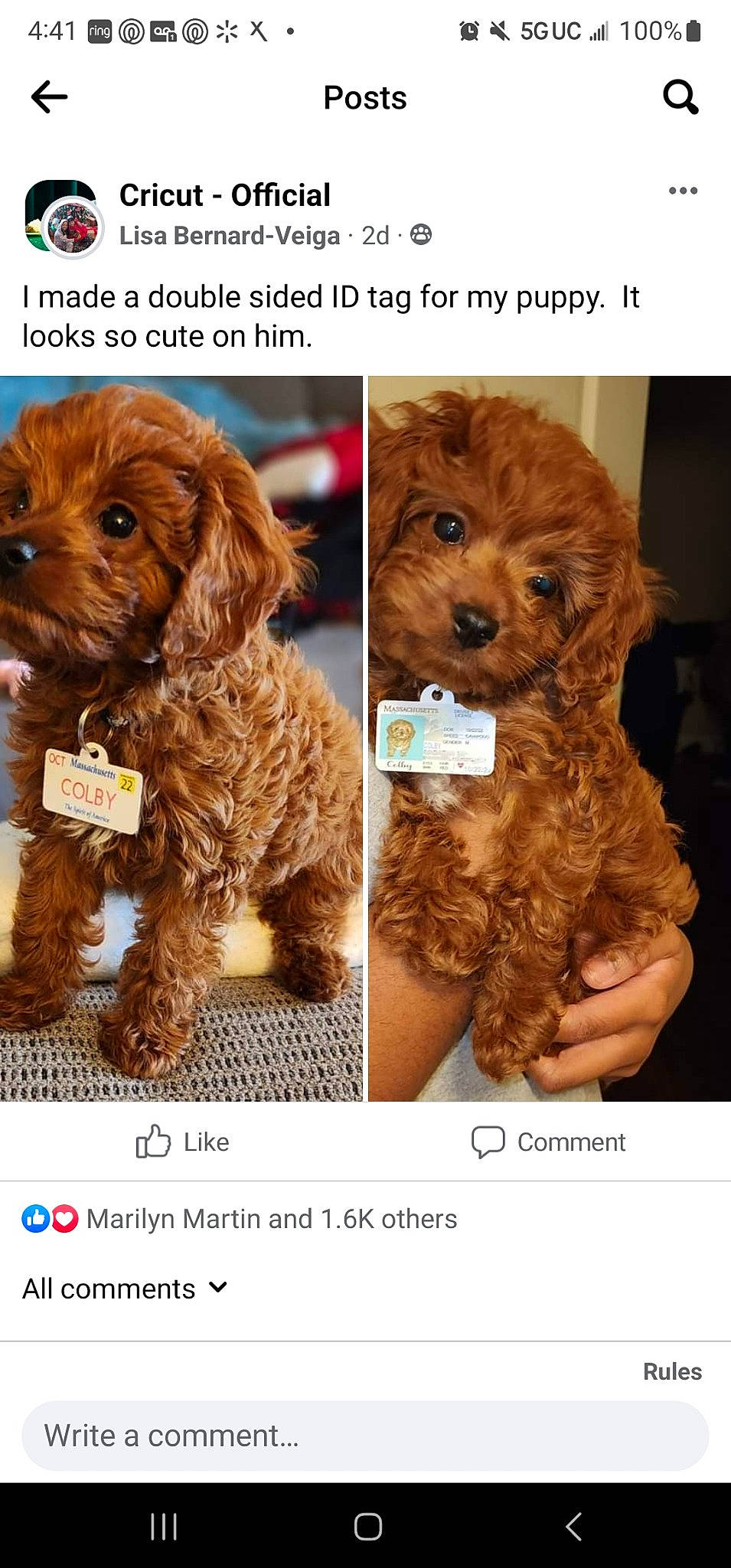 Colby is registered to the contest to win money with this photo: ancient_dog_breeds, brown, canidae, carnivore, companion_dog, dog, dog_breed, dog_supply, font, fur, liver, maltepoo, puppy_love, snout, sporting_group, toy_dog, water_dog, working_animal, yorkipoo