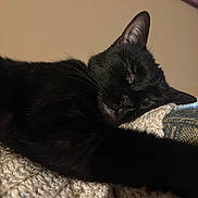 Patchie is registered to the contest to win money with this photo: animal, black_cat, close_up, cozy, cute, ear, feline, fur, home, indoor, knitted_blanket, paw, peaceful, pet, relaxed, resting, sleeping, soft_lighting, texture, whiskers