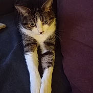 Polka participe au concours pour gagner de l'argent avec cette photo : cat, tabby, white_paws, stretching, couch, purple_cushion, pet, indoor, feline, whiskers, curious, relaxed, fur, animal, domestic, closeup, resting, cozy, mammal, cute