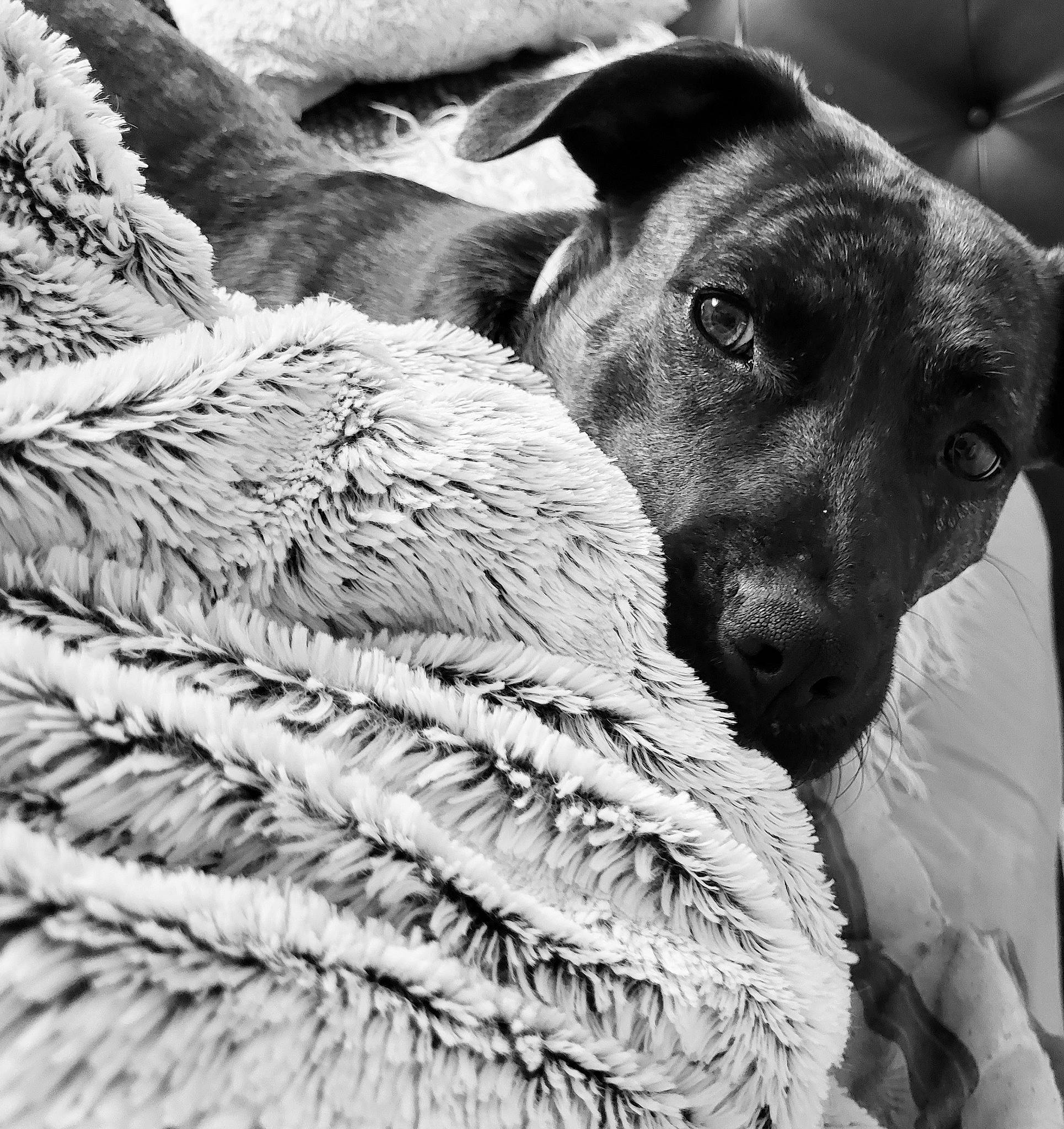 Bella a rejoint le concours — aidez-le/la à gagner de superbes lots ! black_and_white, canidae, carnivore, collar, companion_dog, dog, dog_breed, fur, giant_dog_breed, guard_dog, monochrome, monochrome_photography, non_sporting_group, snout, sporting_group, style, terrestrial_animal, trunk, whiskers, working_animal