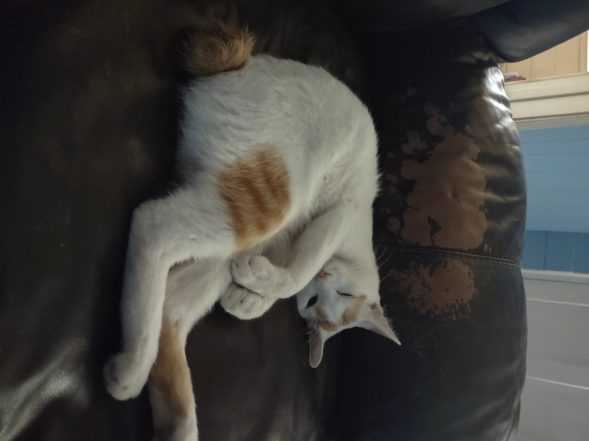 Yokai is registered to the contest to win money with this photo: canidae, carnivore, cat, claw, comfort, companion_dog, dog_breed, domestic_short_haired_cat, fawn, felidae, fur, human_leg, knee, paw, small_to_medium_sized_cats, sporting_group, tail, terrestrial_animal, whiskers, wood