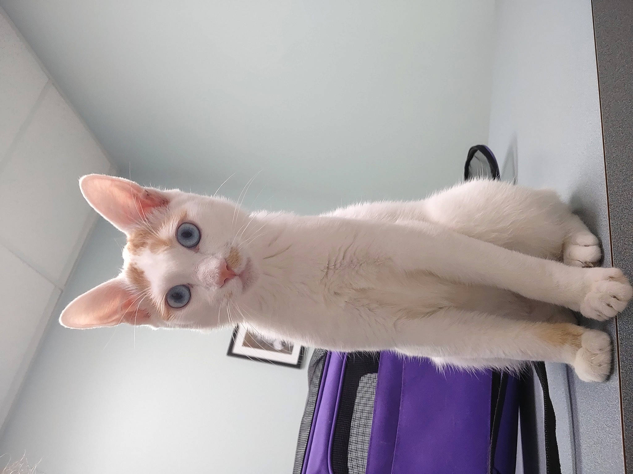 Yokai is registered to the contest to win money with this photo: carnivore, cat, domestic_short_haired_cat, fawn, felidae, fur, paw, small_to_medium_sized_cats, snout, tail, whiskers